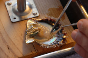 Implanting the bead into the oyster