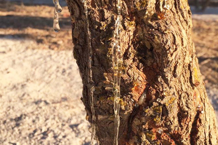 Island of Pearls to Island of Mastic and Beyond 2018